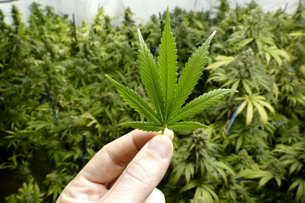 man holding indica cannabis leaf