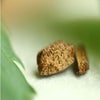 2 rectangular shaped hashish sit on a blurry background with leaves.