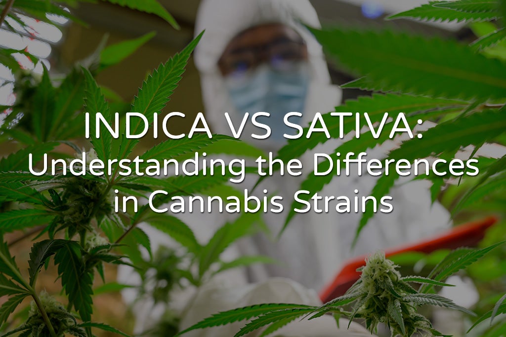 Indica vs Sativa: Understanding the Differences in Cannabis Strains