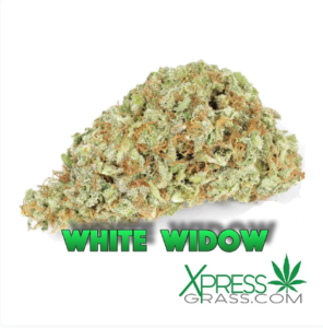 White Widow strain. A light green cannabis bud sits on a white background.