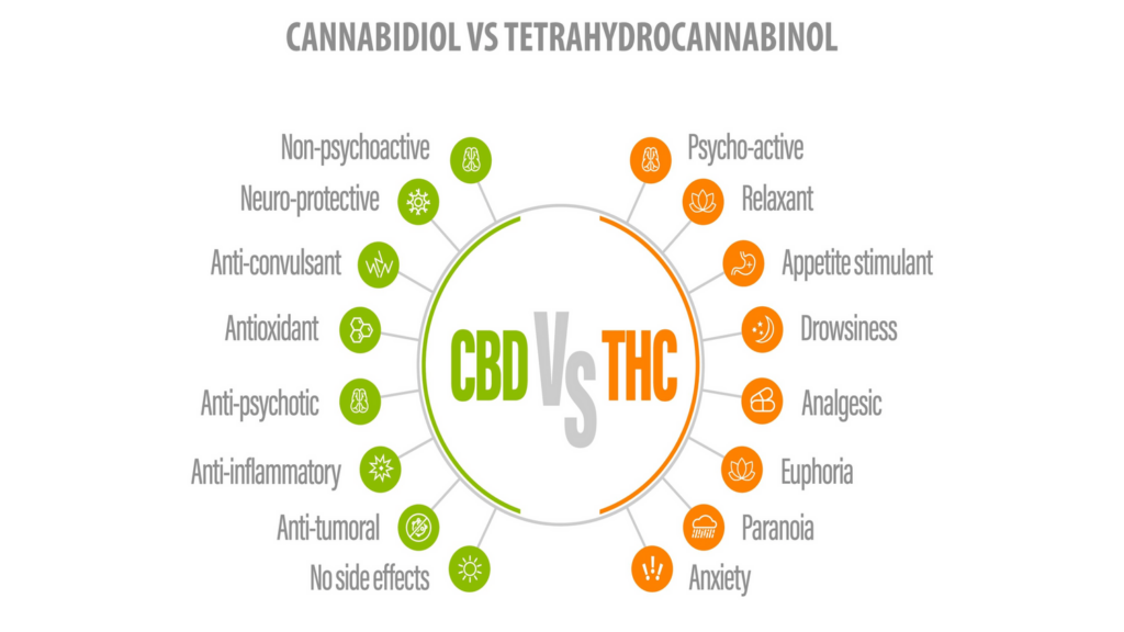 Infographic differences between CBD and THC in effect