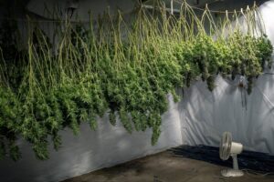 Curing cannabis plants by hanging them upside down.
