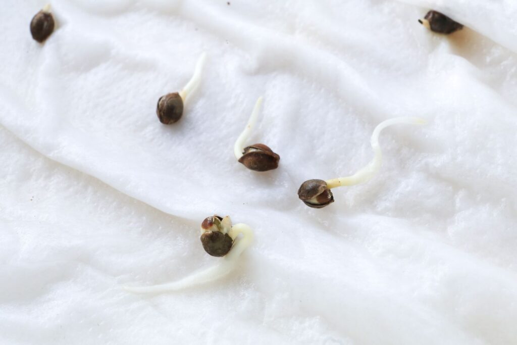 Germinating weed seeds that have roots sprouting on a white wet paper towel.