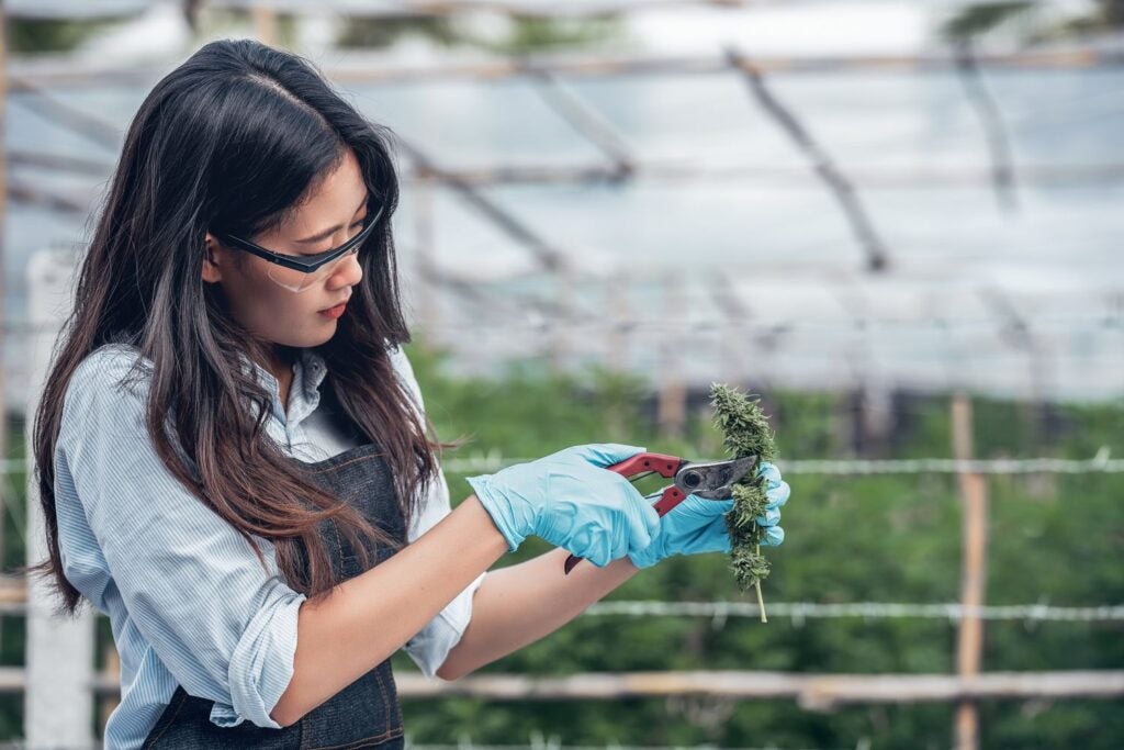 Asian girl trimming weed plant at cannabis farm