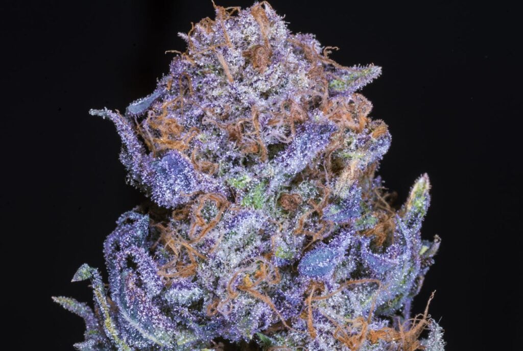 Natural purple marijuana bud 
