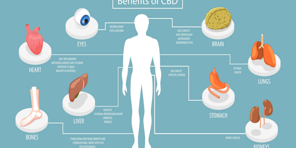 Infographic benefits of cbd to the human body