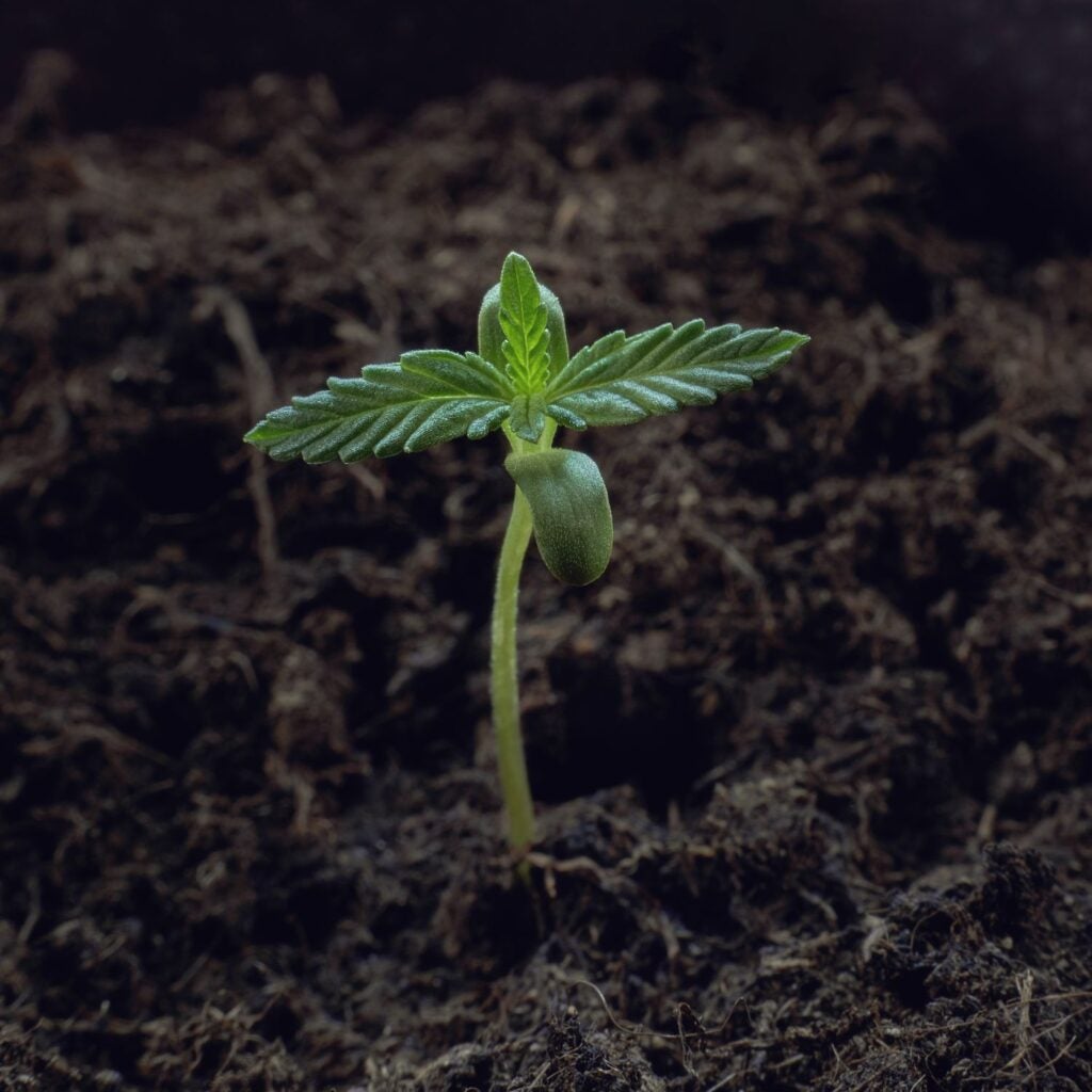 Weed sprout growing in the dirt for the first time