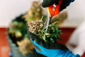 Wet trimming a cannabis plant with red scissors and gloves for safety.