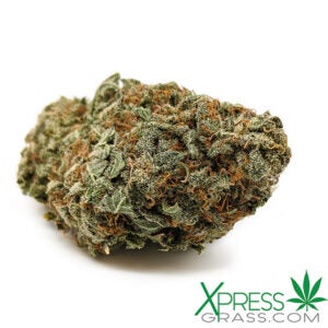Blue Dream Strain from XpressGrass. A Large and round bud sits on a white background.