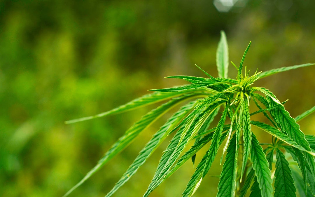 School in Session: Finding the Best Sativa Strains