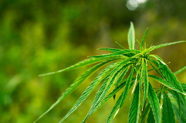 best sativa strains