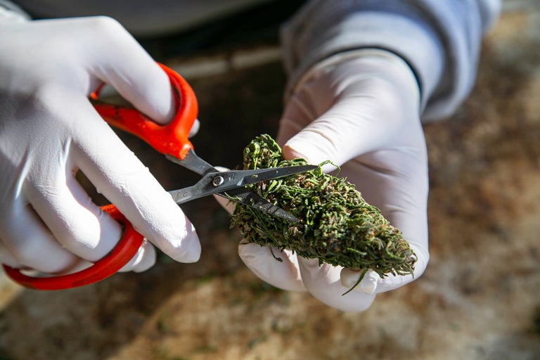 cannabis trim