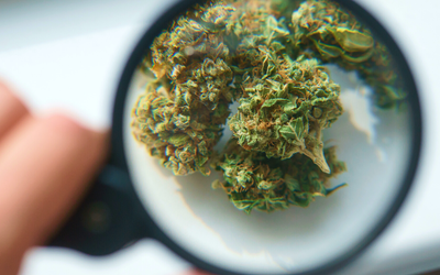 Grades of Weed: Understanding the AAAA Grade & Cannabis Grading System | XpressGrass