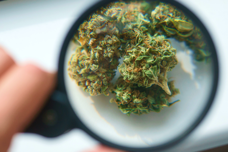 This image features AAAA grade weed.