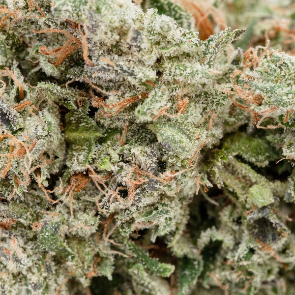 Tuna Kush (Jungle Ridge) - DOPE Deal - Image 2