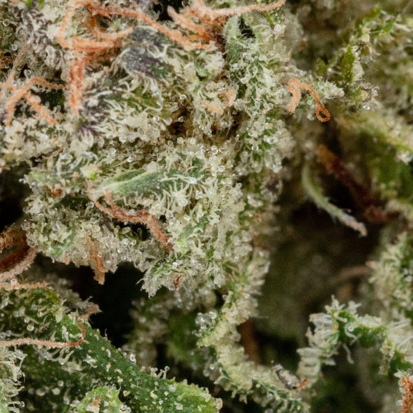 Tuna Kush (Jungle Ridge) - DOPE Deal - Image 3