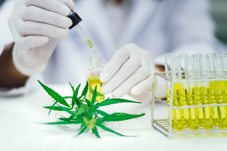 This image features a researcher conducting tests on cannabis compounds