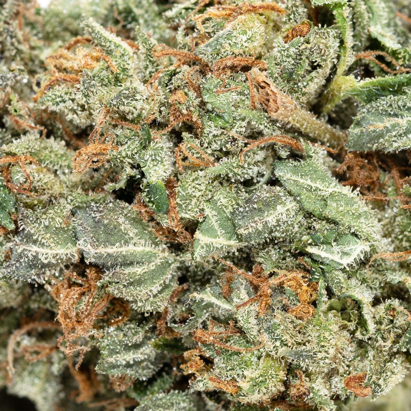 BC Kush (Vibrant Cannabis) - DOPE Deal - Image 3
