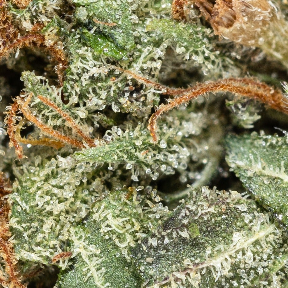 BC Kush (Vibrant Cannabis) - DOPE Deal - Image 2