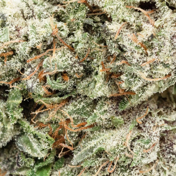 Purple Kush (Jungle Ridge) - DOPE Deal - Image 2