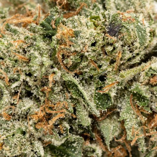 Rockstar (Jungle Ridge) - DOPE Deal - Image 2