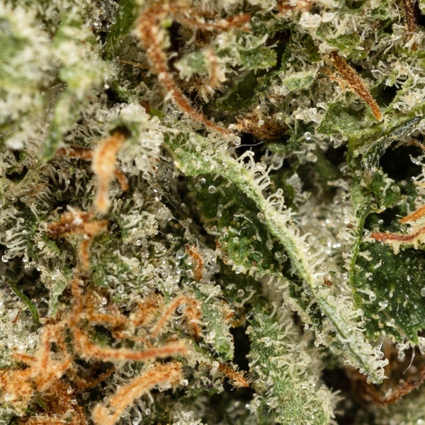 Rockstar (Jungle Ridge) - DOPE Deal - Image 3