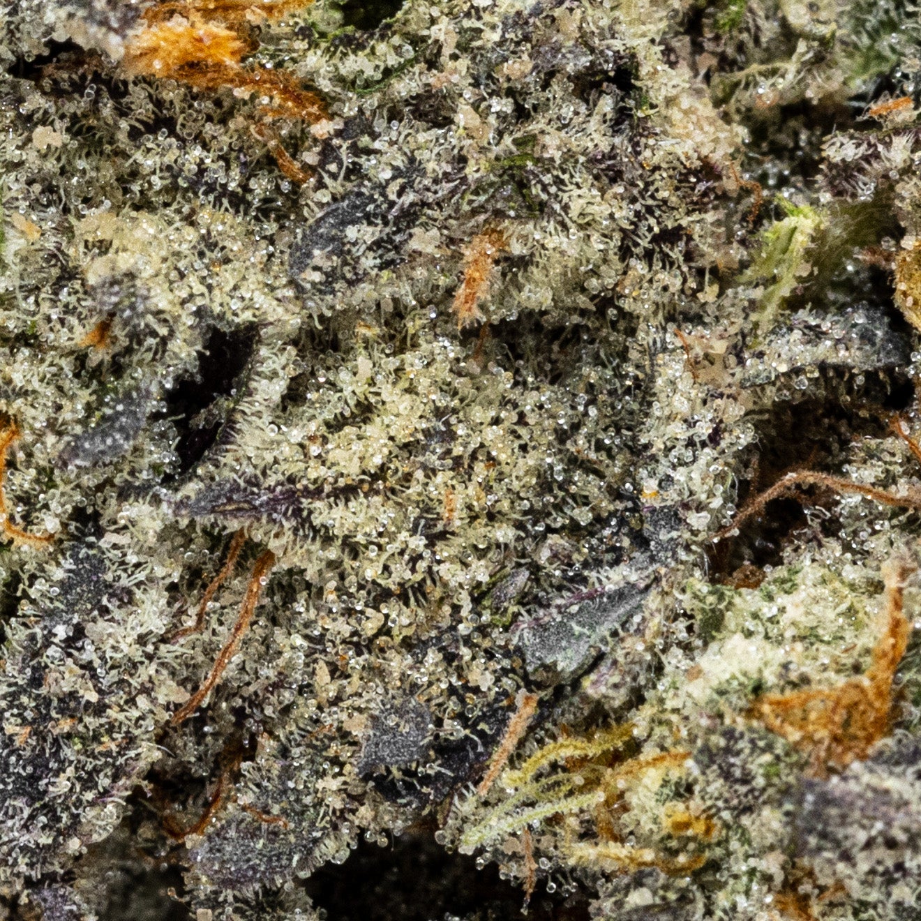 LSO LA Kush Cake (Albatross) - Image 3