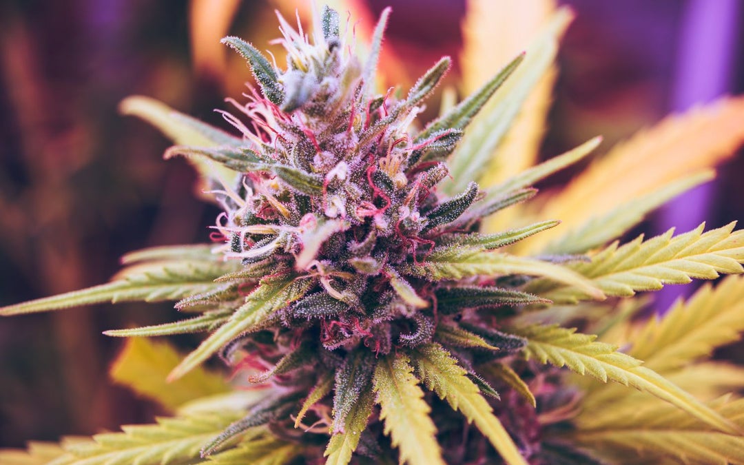 What is Craft Cannabis? And Is It Worth It?