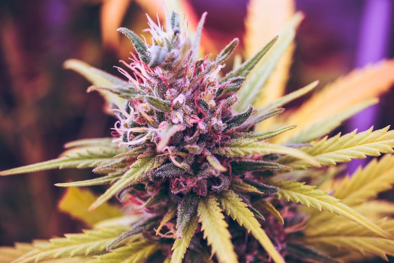 craft cannabis strain with purple leaves.