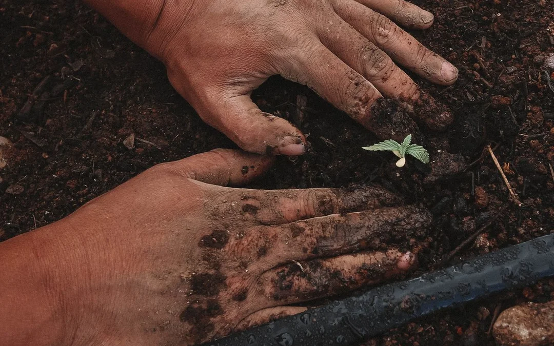 What is Living Soil Weed? The Best Living Soil for Cannabis