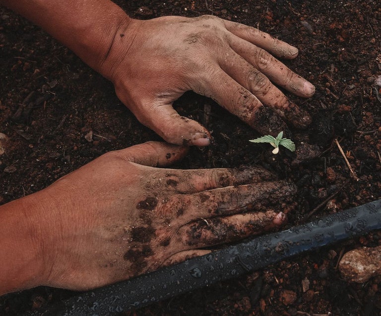 Weed sprout is sprouting from living soil. Two hands are around the plant tending to it.