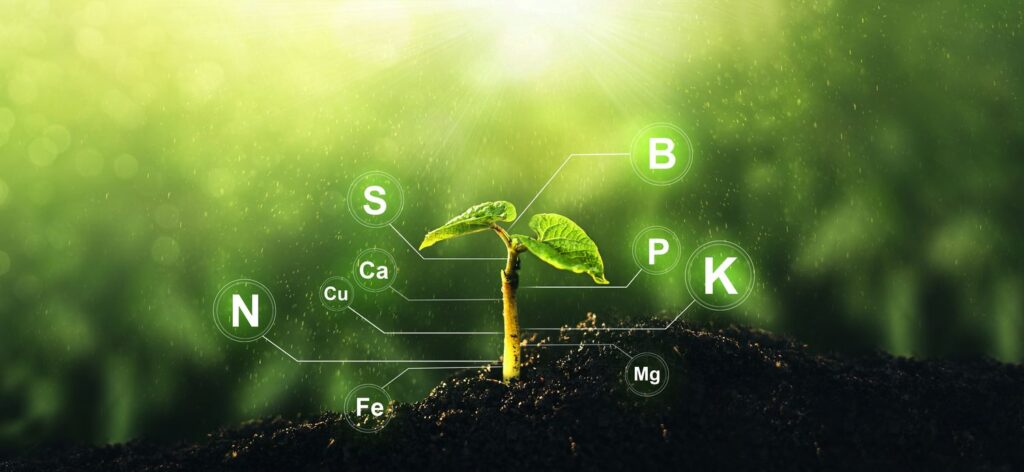 A cannabis bud in living soil showing all the nutrients in living soil.