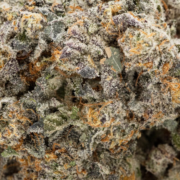LSO Animal Cookies (Albatross) - Image 4