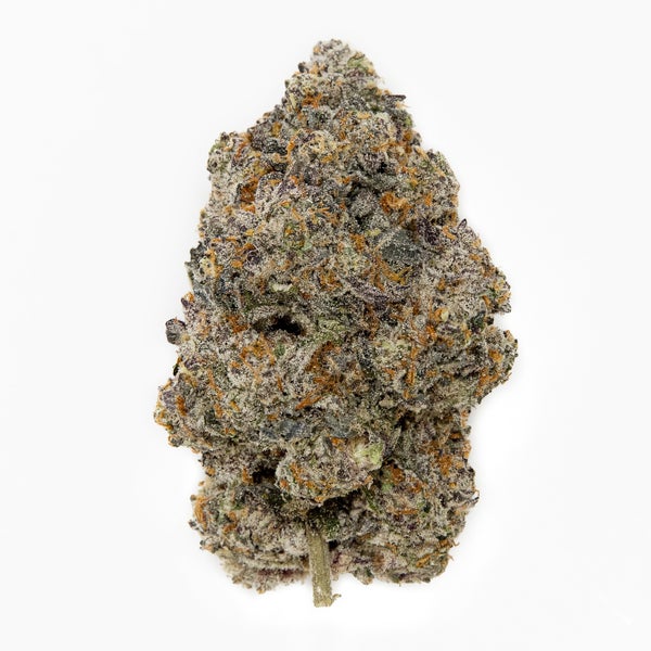 LSO Animal Cookies (Albatross) - Image 2