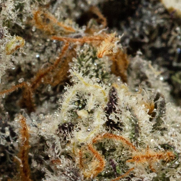LSO Animal Cookies (Albatross) - Image 5