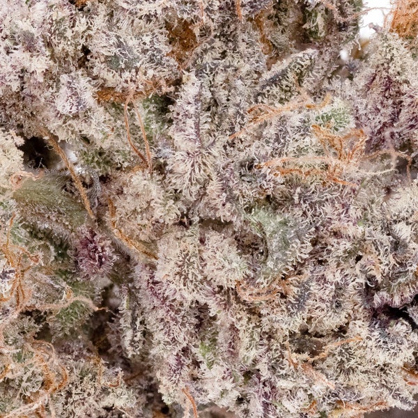 Blue Alien (Cream of the Crop) - DOPE Deal - Image 3