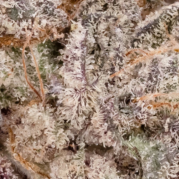 Blue Alien (Cream of the Crop) - DOPE Deal - Image 2