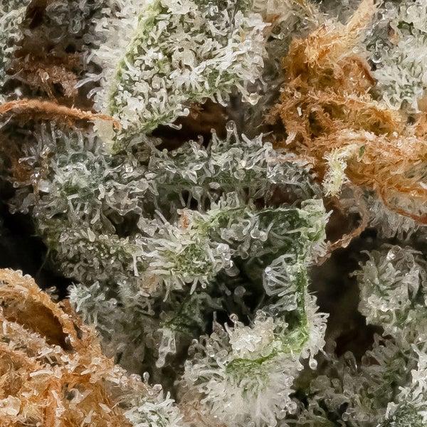 Chemdawg (Superdank) - DOPE Deal - Image 3