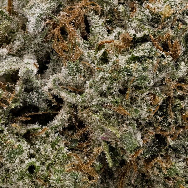 MK Ultra (Fun Buds) - Image 2
