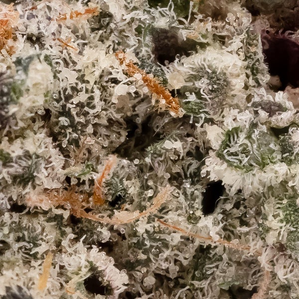 Sunset Sherbert (Cream Of The Crop) - Image 2