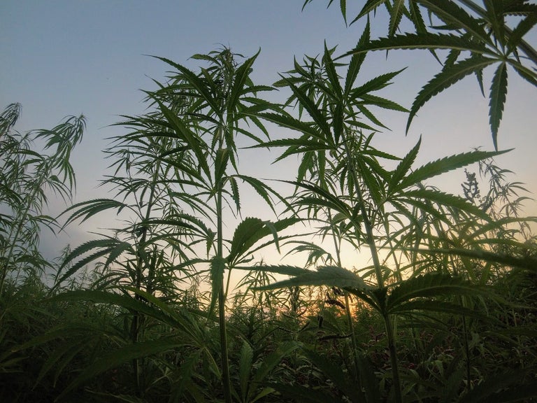Weed Farm