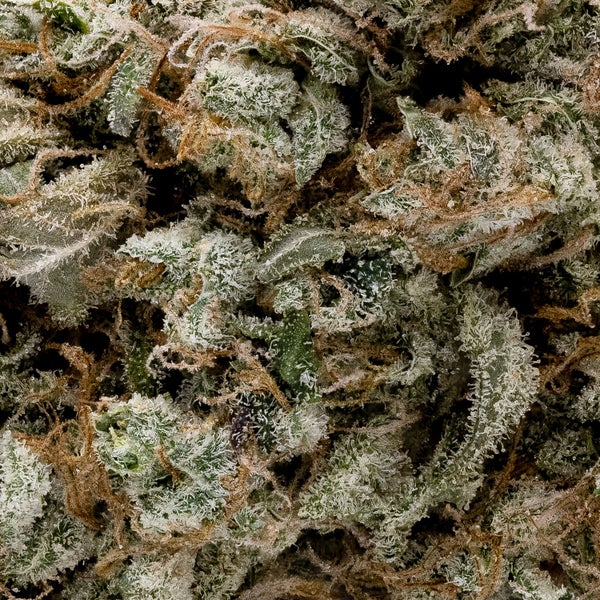 Lemonheads #3 (Jungle Ridge) - Image 2