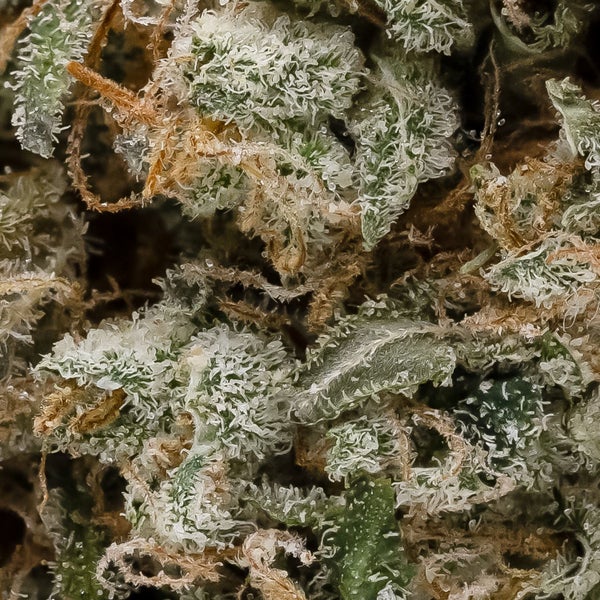 Lemonheads #3 (Jungle Ridge) - Image 3