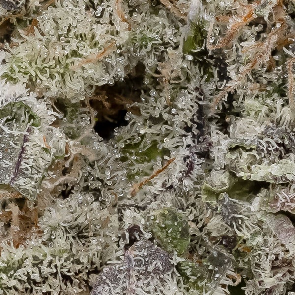 Southern Sugar (Jungle Ridge) - DOPE Deal - Image 2
