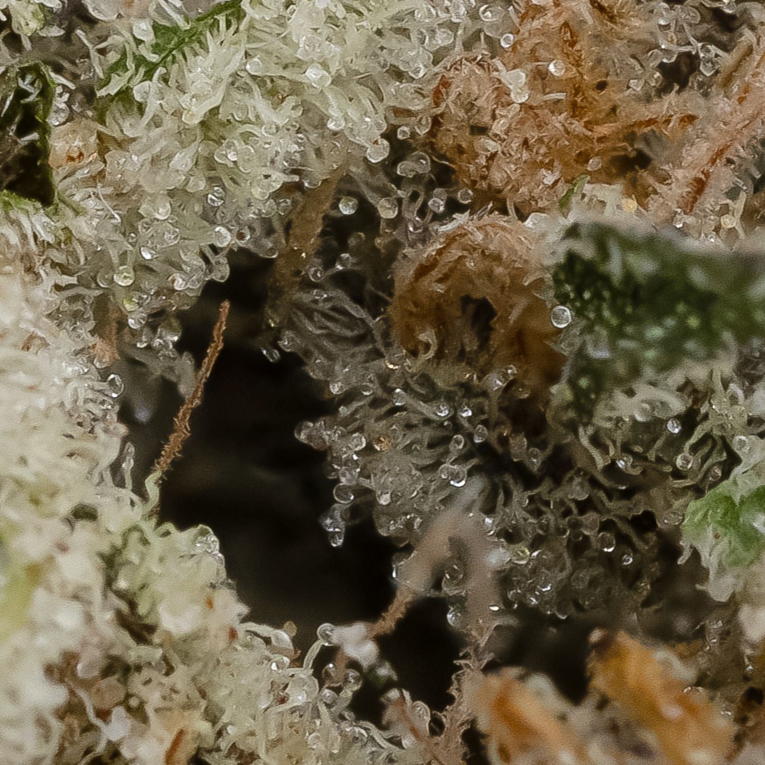 Strawberries & Cream (Okanaganja) - Image 3