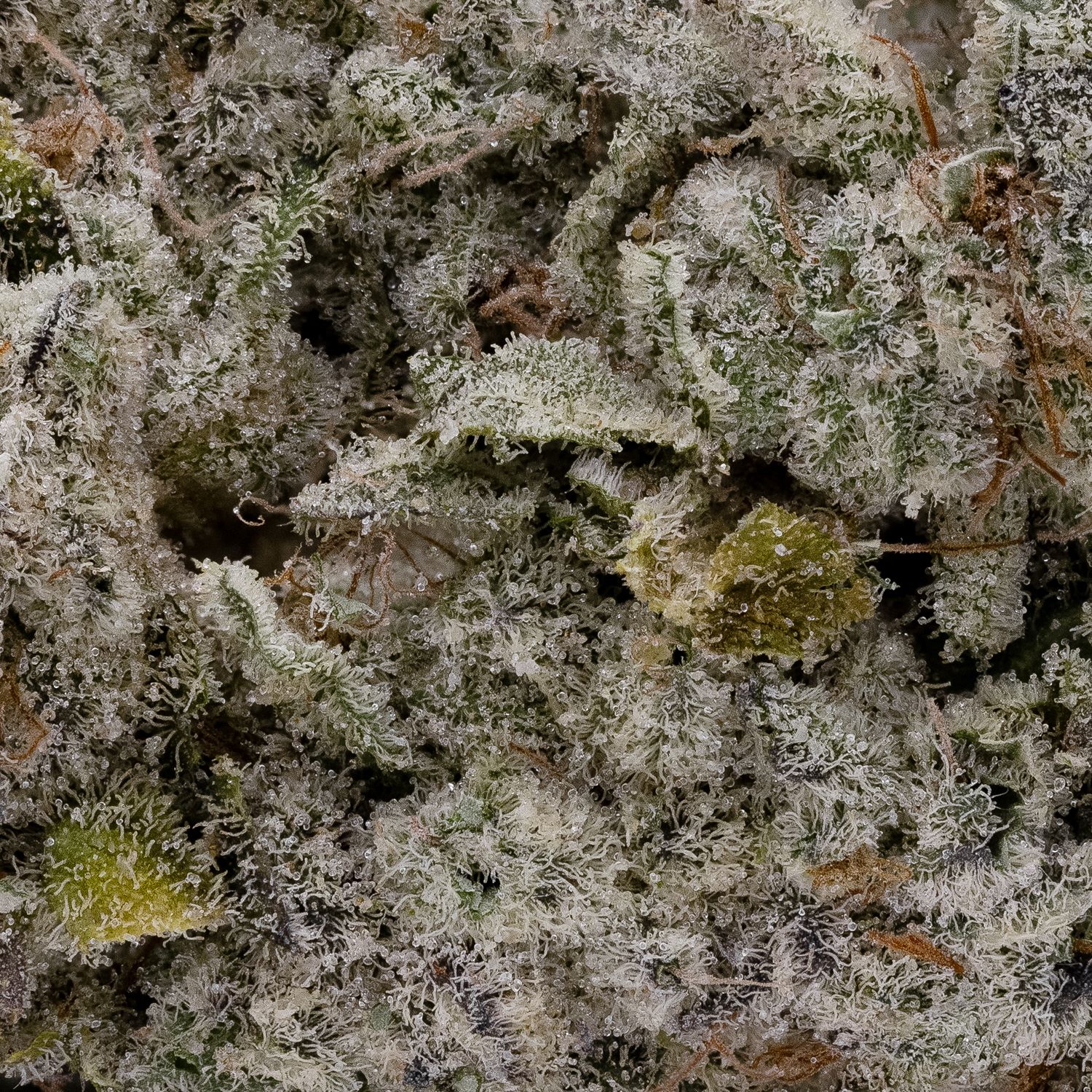 Wizard Express #8 (Okanaganja) - DOPE Deal - Image 2