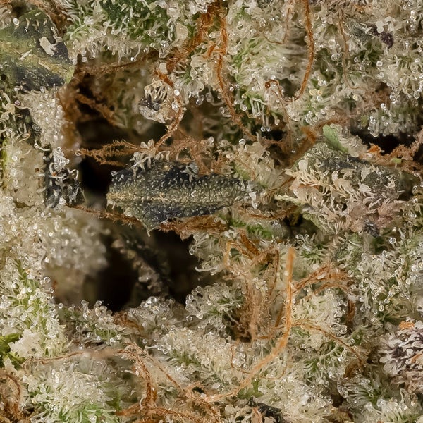 Death Cookies (Jungle Ridge) - Image 3