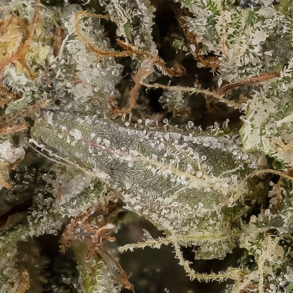 Death Bubba (Okanaganja) - Image 2