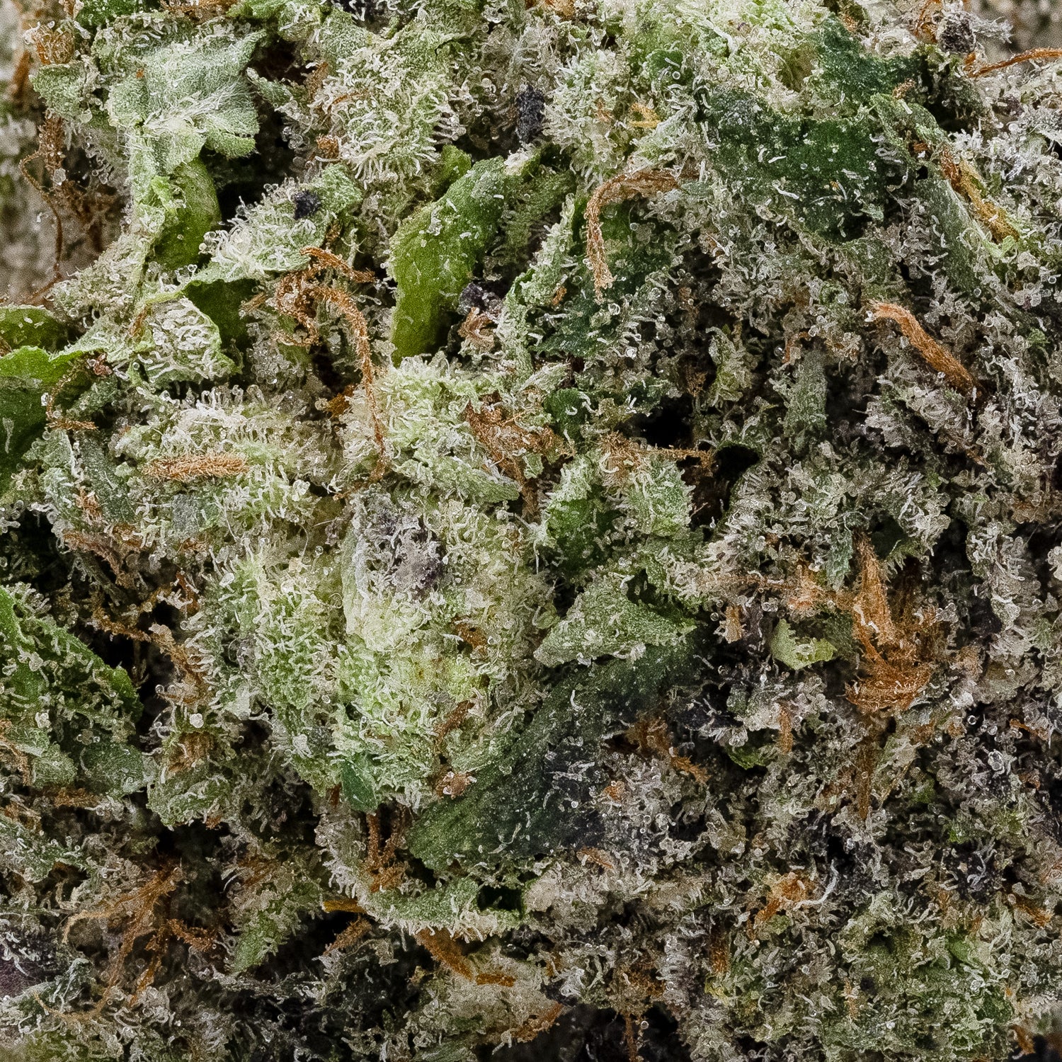 Rainbow Belts #17 (Superdank) - Image 3