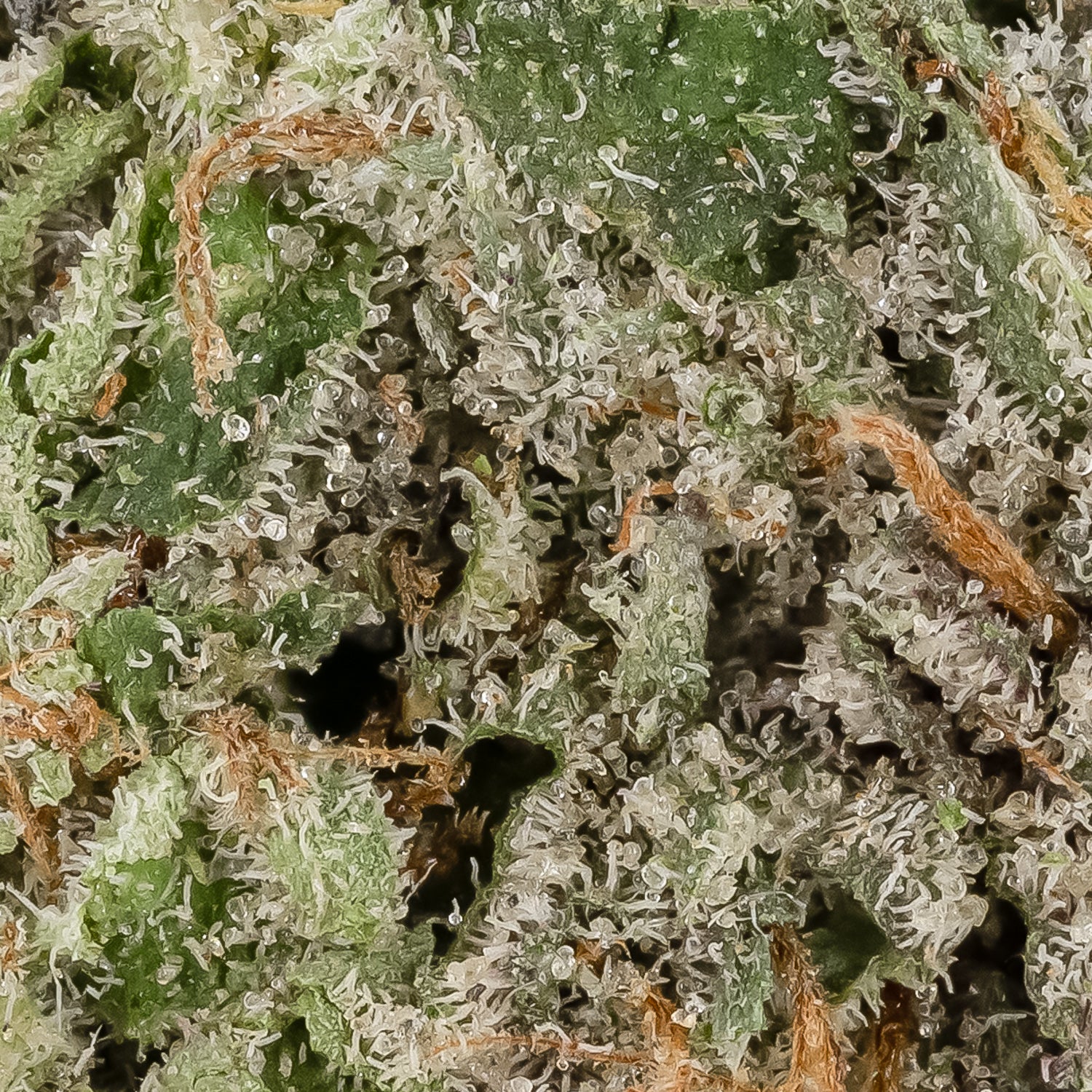 Rainbow Belts #17 (Superdank) - Image 2